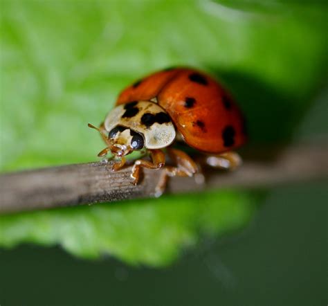 Harmonia axyridis , Natura Mediterraneo | Forum Naturalistico