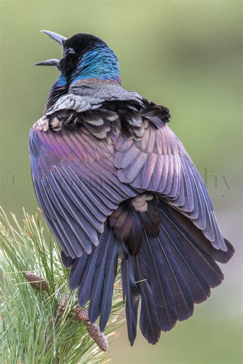 Brewers Blackbird Mating Display – Tom Murphy Photography