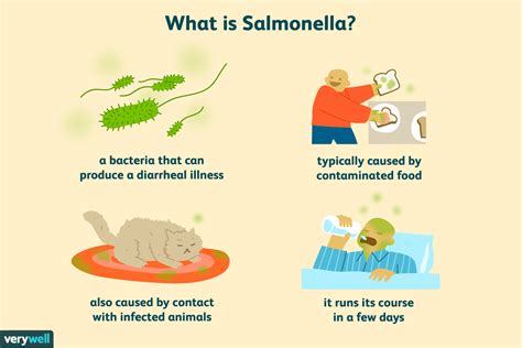 Can You Catch Salmonella From A Dog