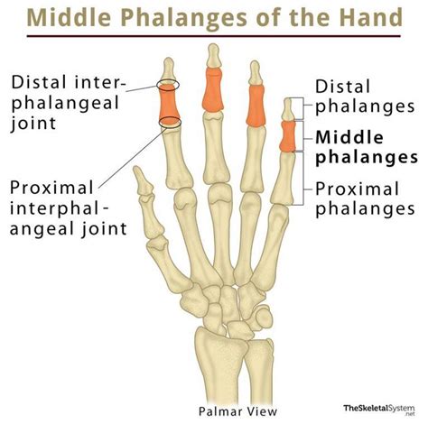 Pisiform Bone Definition, Location, Anatomy, Functions, & Diagram