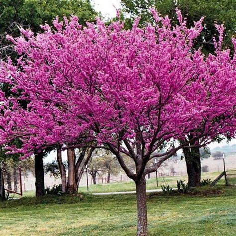 California Redbud Tree Seeds Cercis occidentalis 20Seeds | Etsy ...