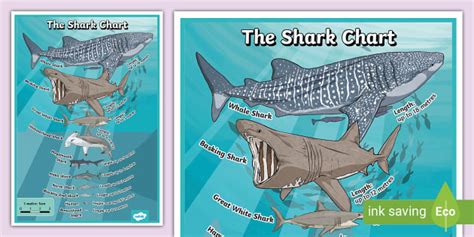 Shark Size Comparison Display Poster (teacher made) - Twinkl