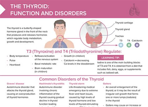 Thyroid Disorders & Function [+ Free Cheat Sheet] | Lecturio