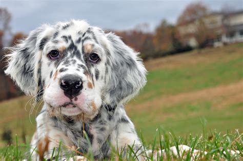 English Setter puppies - Care, training and more | Pawzy