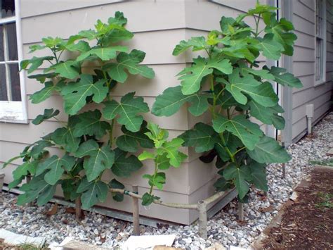 Celeste fig espalier at the corner of my garden shed. My Celeste fig espalier is now in it's ...