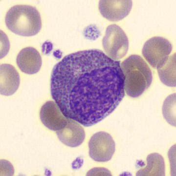 Myelocyte