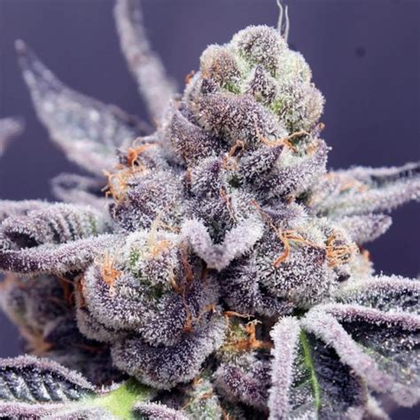 Tropicana Cookies Purple Strain Feminized Seeds | The Seed Pharm