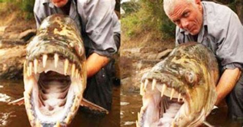 A Giant Piranha Has Been Caught In Congo River, Big Enough To Eat A ...