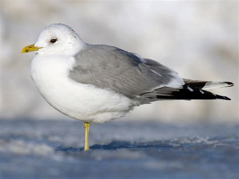 Common Gull - eBird