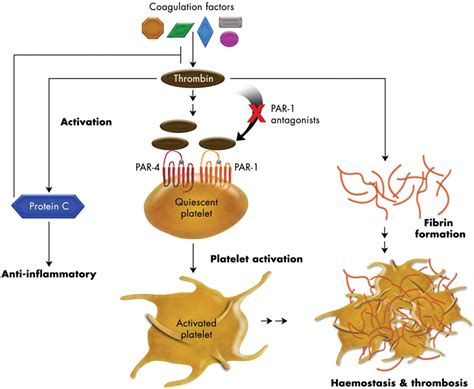 Recent Development in Thrombin Receptor Antagonist as Novel ...