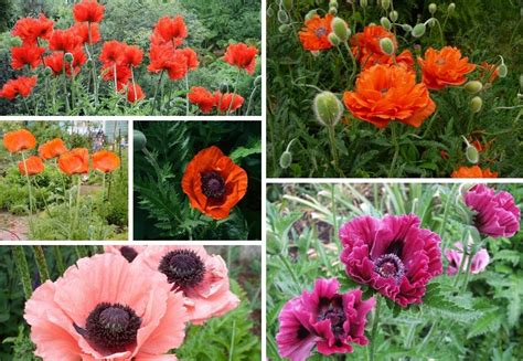 How to Grow Oriental Poppy Flowers In Your Garden | My desired home