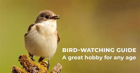 Bird Watching Guide: A Great Hobby for Any Age!