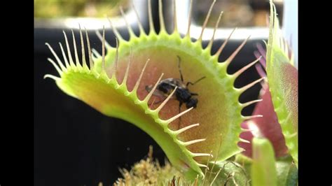 Venus Flytrap Feeding Compilation 2 - YouTube