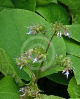 Trachystemon orientalis | Abraham-Isaac-Jacob, Eastern Borage information & photos