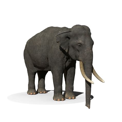 Elephant Free 3D Models download - Free3D