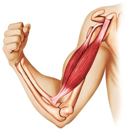 Biceps Brachii muscle - Anatomy, Function, Exercises