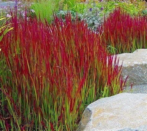 ornamental grasses zone 5 Annual Plants#annual #grasses #ornamental # ...