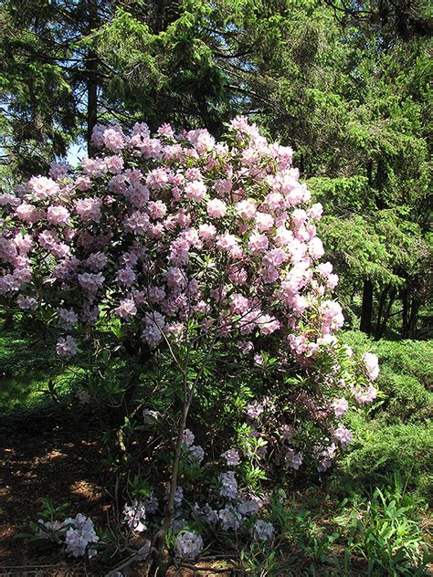 Catawba Rhododendron (Rhododendron catawbiense) in Greensboro High ...