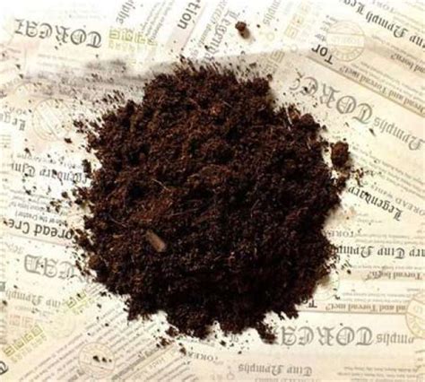 What is peat soil - The Plant Aide