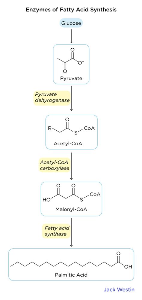 Fatty Acid Synthesis Citrate