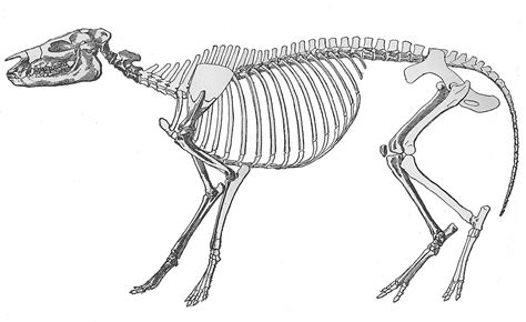 Hyracotherium Fossil