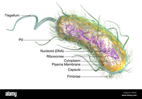 Illustration showing Escherichia coli bacteria (E. coli) with Nucleoid (DNA), Ribosomes ...