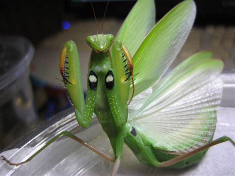 Green European Mantis by Joe680 on DeviantArt