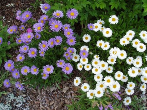 How to Grow and Care for Aster - World of Flowering Plants