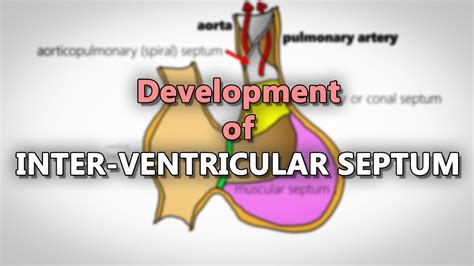 Interventricular Septum Embryology