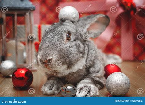 A Beautiful Male Rabbit of the Belgian Giant Breed Lies among Christmas ...