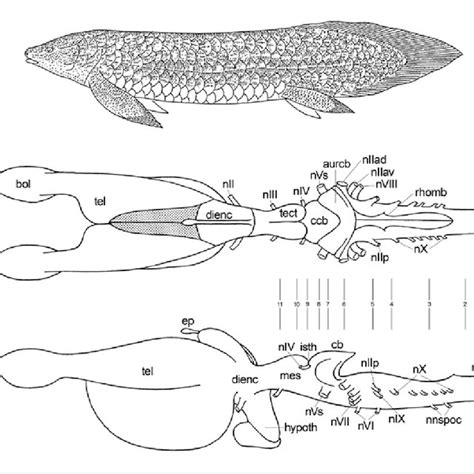 Transverse sections through the rhombencephalon of the Australian... | Download Scientific Diagram