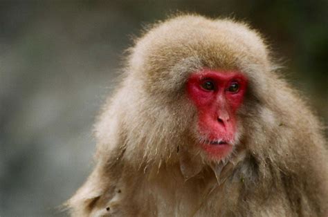 Picture 3 of 12 - Japanese Macaque (Macaca Fuscata) Pictures & Images ...