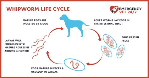 What Is The Life Cycle Of Roundworms In Dogs