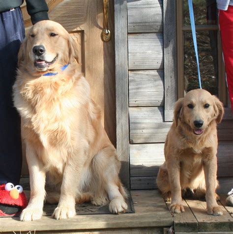 miniature yellow lab vs yellow lab - Google Search | Golden retriever, Retriever, Teacup golden ...