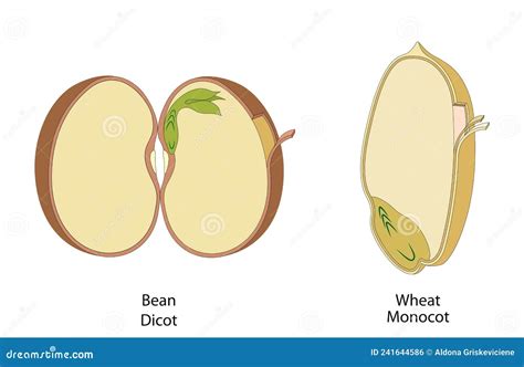 Dicot Seed And Monocot Seed: Similarities And Differences. Vector Illustration | CartoonDealer ...