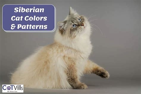 4 Striking Siberian Cat Colors & Patterns (With Pictures)