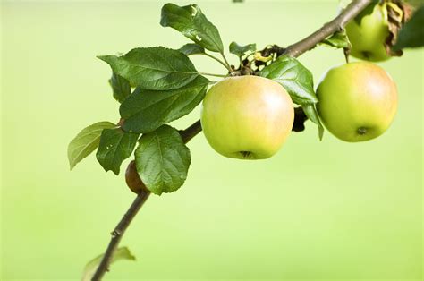 Early Harvest Apple Tree: Care and Growing Guide