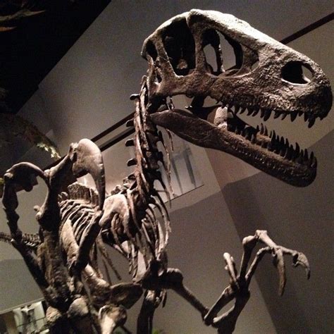 Utahraptor skeleton at the North American Museum of Ancient Life | Fossils and prehistoric life ...