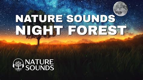 Nature Sounds Forest Sounds Nature Sleep Sounds Relaxing Sounds Forest Ambience Sound Of Nature ...