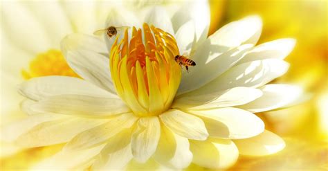 Macro Photography of Bees On Flower · Free Stock Photo