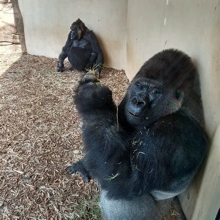 Oklahoma City Zoo - 2018 All You Need to Know Before You Go (with Photos) - TripAdvisor