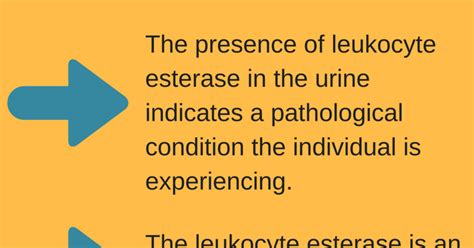 What is Leukocyte Esterase: Tests and Result [Infographic]