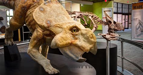 Dinosaur Discoveries Traveling Exhibition Rental | AMNH