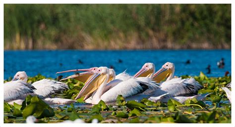 Danube Delta, Romania - Travel and Tourism Information