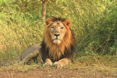 Gir National Park: Your Travel Guide to the Royal Kingdom of Asiatic Lions | Gir National Park ...