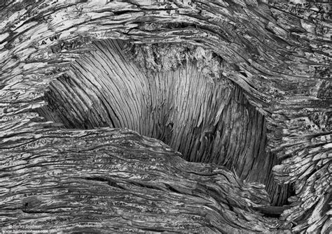 Juniper Bark | Utah | Landscape mountain and desert photography