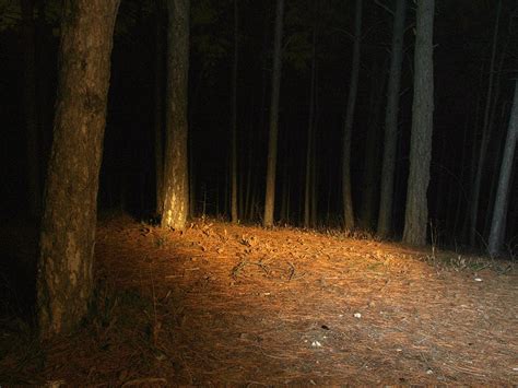 Bosque nocturno | Un bosque de noche. Un poco de iluminación… | Flickr