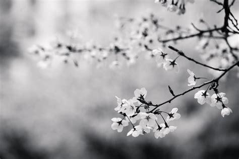 Black And White Cherry Blossom Wallpaper - leading