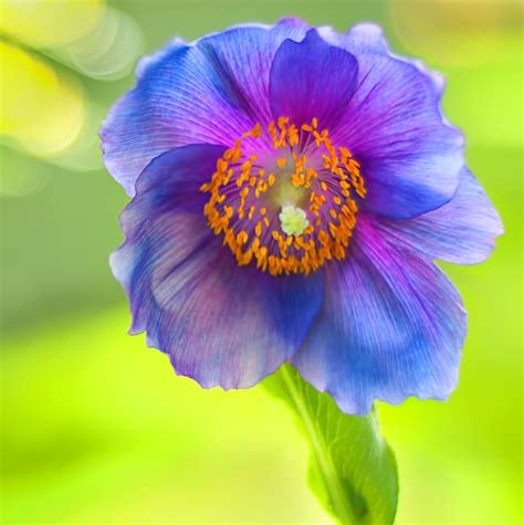 Himalayan Blue Poppy 2 - Plant & Nature Photos - Anita's Photoblog