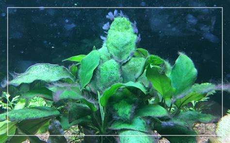 How to Remove Black Beard Algae from Your Aquarium?